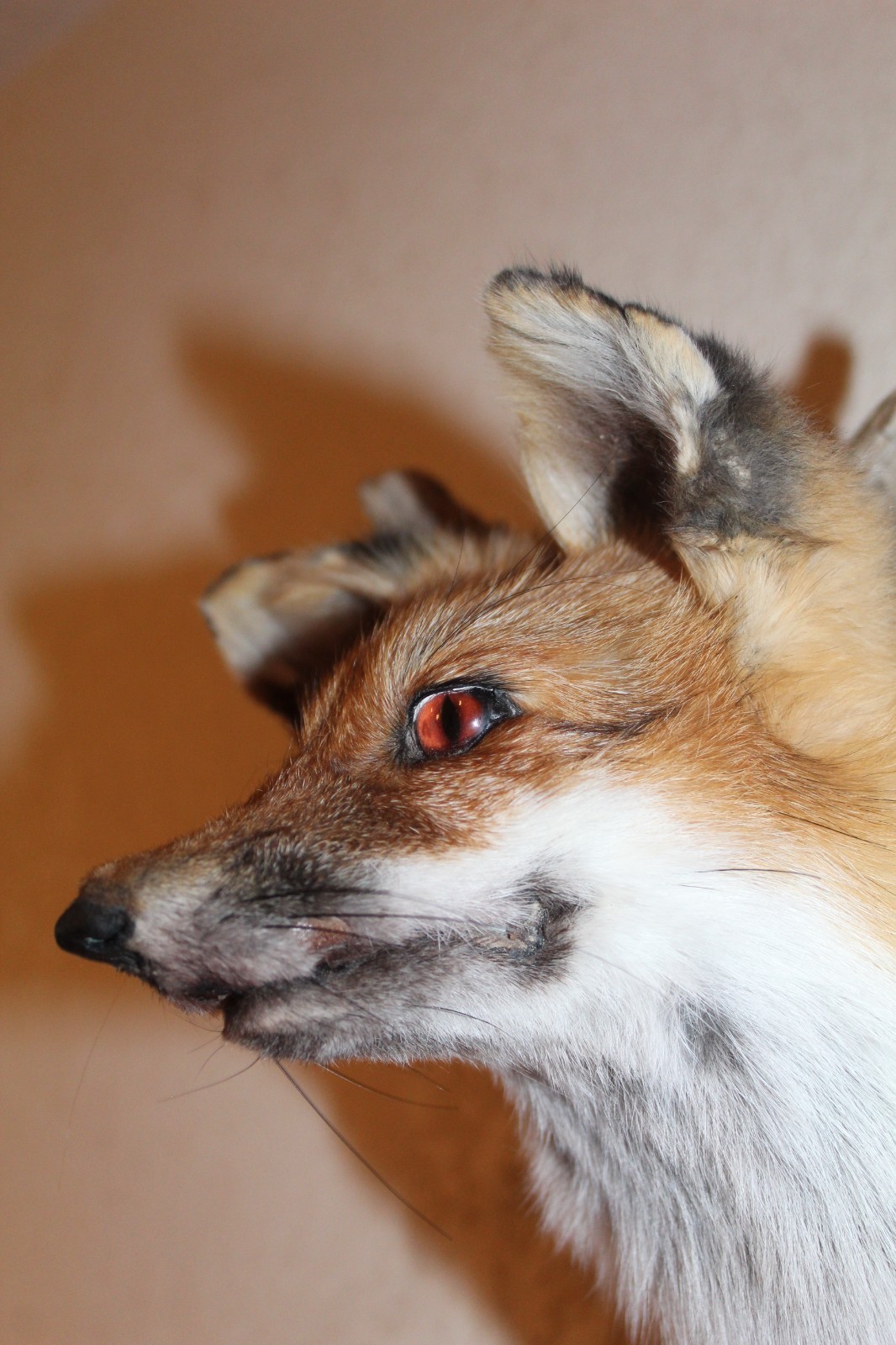 New Fox Head Mount Taxidermy Whitetail Deer Antler Mule Wolf Hunt