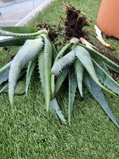aloe vera plant rooted 2x Big plant cutting  18 to 22cm  tall easy to care