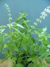 175+ LEMON BASIL SEEDS/*Free Combined Shipping[19]