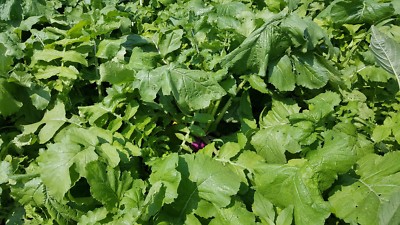 JACKPLOT DEER & WILDLIFE Food Plot Seed 5 lbs (1 acre) Turnip, Clover, Brassica