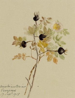 Österreich Bruyère Rose Blume Verwood Dorset Aquarell Gemälde 1915 Original