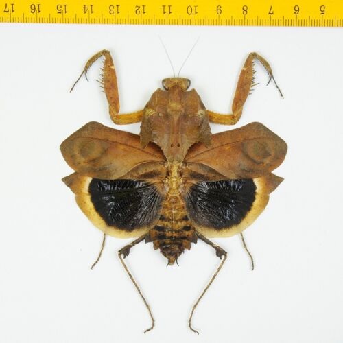 DEAD LEAF MANTIS - Deroplatys desiccata (Female) - Tapah Hills - MALAYSIA - 9752