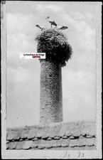 Plaque verre photo, négatif noir & blanc 9x14 cm, Pfaffenhoffen, nid cigognes