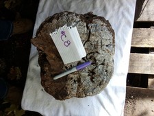  C8 Nice Manzanita BURL Root Wood Projects, Turn, Cast DIY