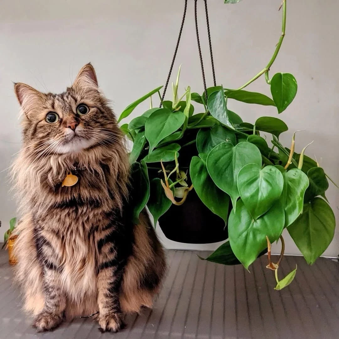 Pothos Live Plant Or Choose Your Favorite Basket