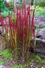 Red Hook Sedge Ornamental Grass 15 Seeds,Uncinia Grass - Crimson red all season