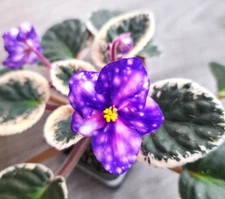 Dn-Kaleidoscope -- SUPER RARE -- African Violet Starter Plant