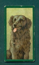 TADDY - DOGS, no. 11 RETRIEVER