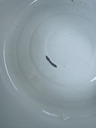 Lotto di 2 ciotole lavabo vintage smaltate bianche con bordo rosso - Foto 11 di 14