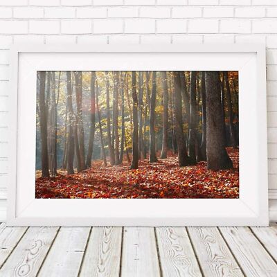 500676 AUTUMN TREES - Scenery   **** 16x12 WALL PRINT POSTER