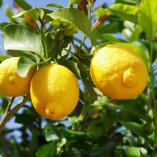 Citrus Lemon Tree, Patio Fruit Plant in 18cm Pot, 50-70cm Tall, Ready to Grow