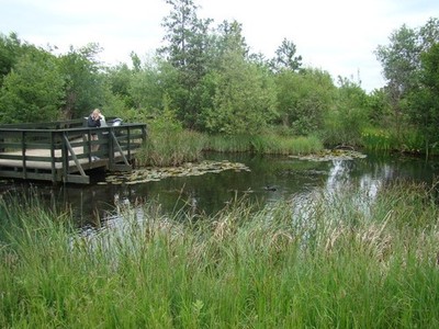 Photo A2 View of the river flowing through the London Wetland Centre #2  c2013
