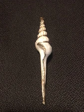 Seashell Pendant Real Gold Edged Distaff Spindle Sea Shell