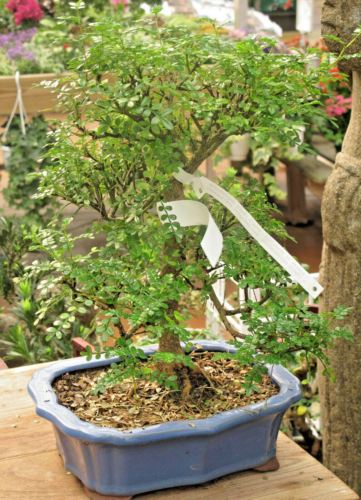 SAMEN Wintergarten Bonsai Pfefferbaum Zimmerpflanzen-Samen Pflanzensamen Top - Bild 1 von 1