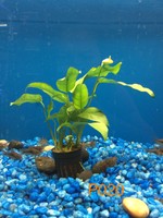 Anubias Species 'short & Sharp' - Potted Plant P020 Anubias Species 'short & Sharp' - Potted Plant P020