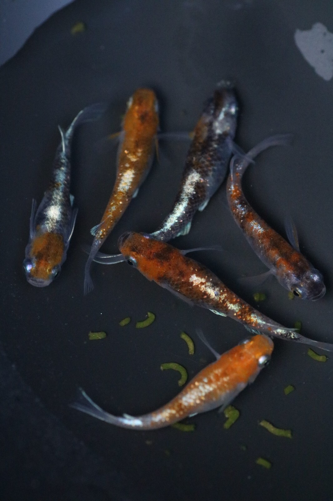 Kougyoku Japanese Rice Fish Eggs aka. Medaka 15+ Eggs. US Bred eBay