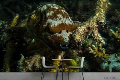 3D Pufferfish Animals Close-up Wall Murals Wallpaper Murals Wall Sticker