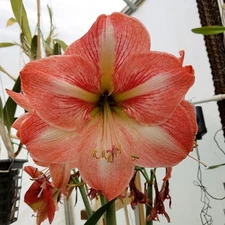 Amaryllis - Hippeastrum- Faro x Minerva seed grown Bulbs Blooming Size