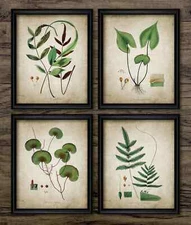 Ferns Print Set of 4, Vintage Botanical Wall Art, Woodland  Fern Plants Decor