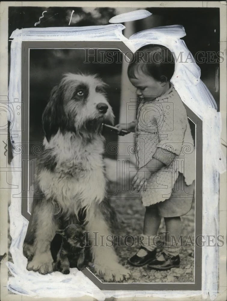 Baby sheep dog cheap