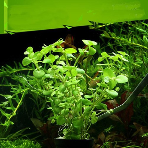 Aquarium Plant Seeds Fish Tank Aquatic Water Grass Foreground Easy Plants Decor~ - Picture 8 of 17
