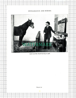 C5481) Herr Krall Pferd Zarif - 1955 Steckling