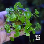 Dwarf Pennywort 'Japan  H.tripartita Live Aquarium Plants- *BOGO at 50% OFF