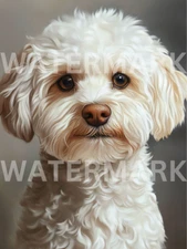Digital Photo Image Cute Dog Maltipoo Puppy Picture AI Art Wallpaper Photograph