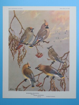 Original 1960 Bird Print Bohemian Waxwing, Cedar Waxwing 6-1/2''x8-1/2''