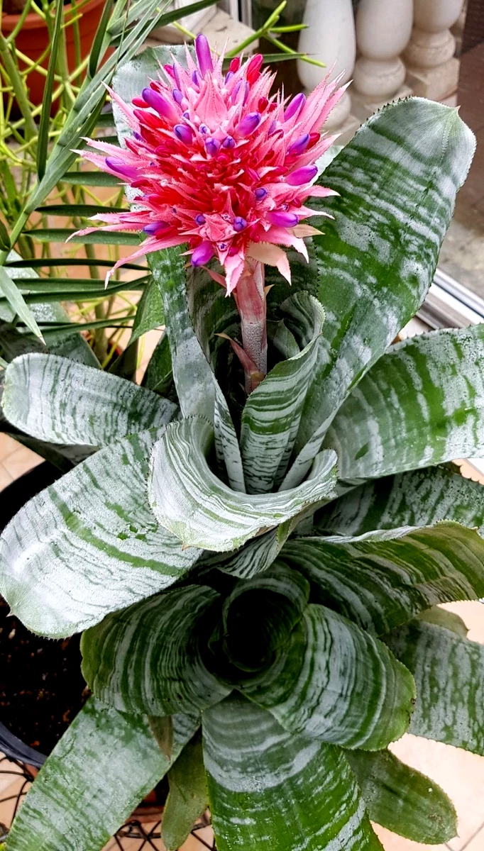 elefantenohr begonie Elefantenohr Alocasia odora