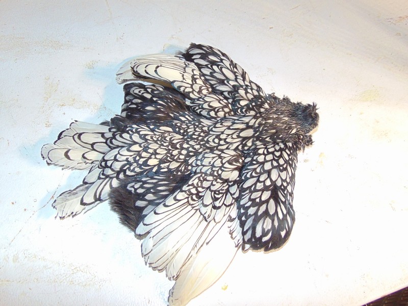 Silver Sebright rooster skin, hunting, fly tying, craft feather, taxidermy pelt