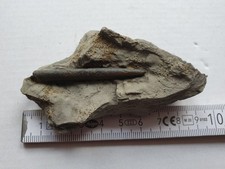 Belemnopsis roettingensis in situ - Bathonium - Belemnit - Sengenthal - RARITÄT