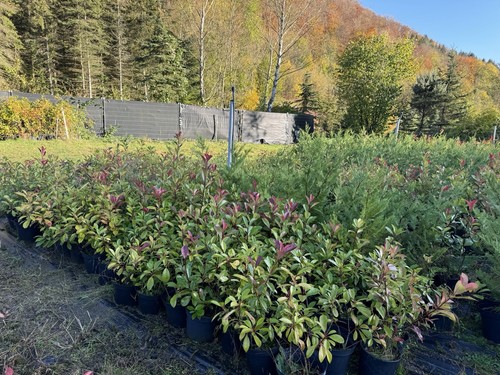 Photinia Hecke Red Robin 80 cm- 90 cm inkl. Topf - Bild 6 von 8