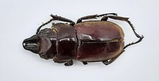 Pinzas Lucanidae, Prosopocoilus, A2/B, 23 mm, pequeñas, Sumatra, #LP516