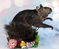 Black Squirrel Mount Standing Display Taxidermy Curiosities Oddities gift