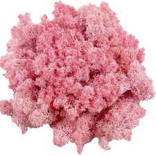 Preserved Reindeer Moss for Potted Plants  Crafts - Natural Fresh Green, Light