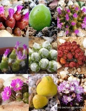 OOPHYTUM MIX, succulent cactus mixed living stones rocks plant seed -15 SEEDS
