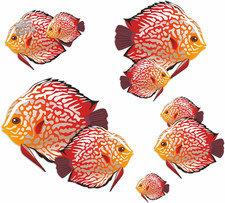 Orange Discuss - Tropical Fish Stickers, Water And Weather Resistant