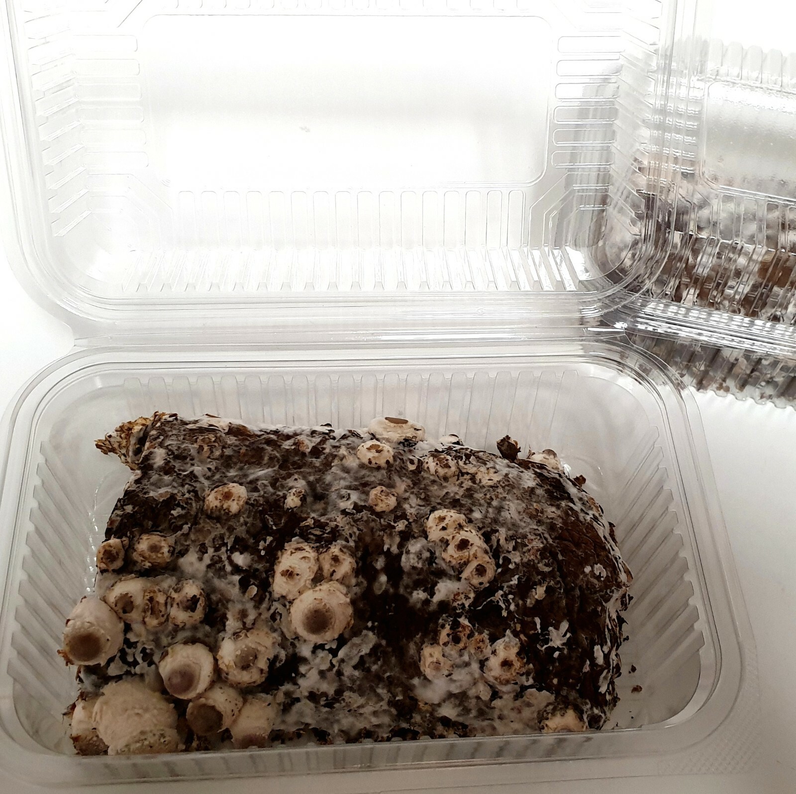 Shiitake Lentinula edodes Edelpilz Pilz Zucht Pilze einfach selber