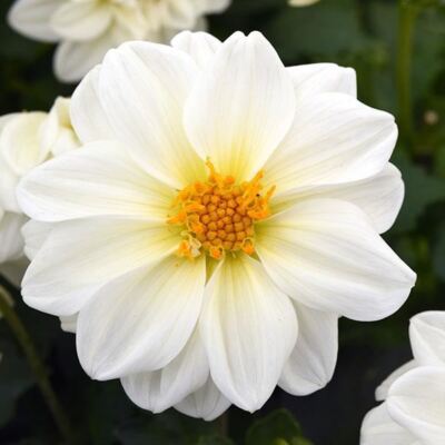 DAHLIA Delight White Shades 25 seeds FLOWER GARDEN spring