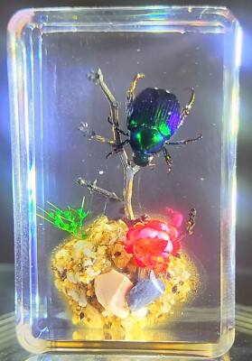 44mm Real Green Blue Japanese Scarab Fruit Beetle on Star Flower in Clear Lucite