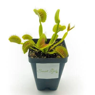 SWEET LEAF NURSERY 'King Henry' Venus Flytrap