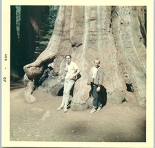 Foto de colección 1967 de dos niños apoyados contra enorme tronco de árbol de secuoya gigante