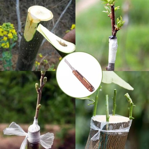 Garden Foldable Grafting Pruning Knife Orchard Tree Cutter CLDZ - Picture 3 of 7