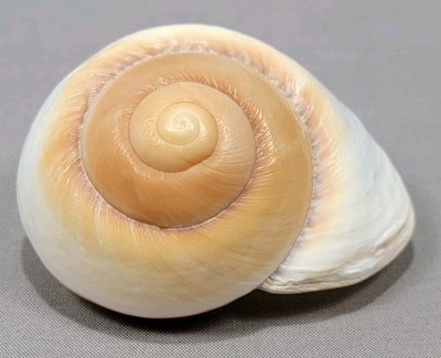 Bread Muffin Land Snail Shell White Brown Home Decor Crafts
