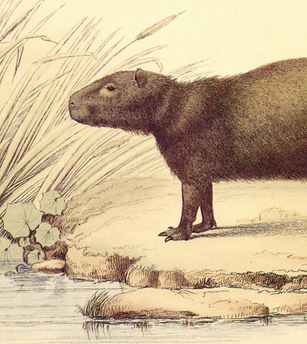 1990 Vintage Print CAPYBARA Water Hog South America Rodent Lizars 19th Century - Bild 2 von 3