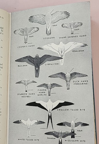 A Field Guide To The Birds by Roger Tory Peterson Hardcover 1947 Riverside Press - Picture 12 of 24