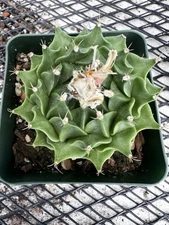 Obregonia denegrii Artichoke Cactus