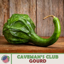 10 Caveman's Club / Dinosaur Gourd Seeds, Heirloom, Non-GMO, Genuine USA