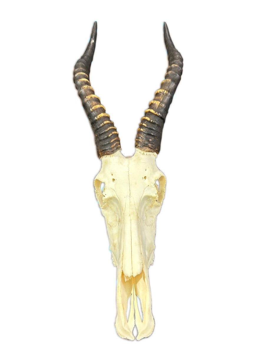 P*u様 蝦夷鹿hunting trophy （deer skull） P*u様 蝦夷鹿hunting trophy （deer skull） Isolated Hunting